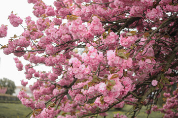 Beautiful pink sakura blossom in springtime