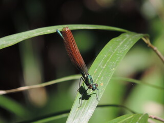 葉っぱにとまったトンボ