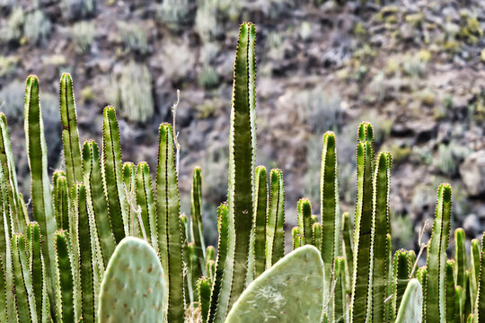 Barranco del Infierno cactus and euphorbiae on walking path near Adeja on Tenerife, Spain