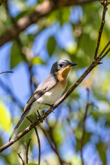 Leaden Flycatcher in Queensland Australia
