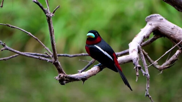 Seen from its side and back perched on a bare branch, Black-and-red Broadbill, Cymbirhynchus macrorhynchos, Kaeng Krachan National Park, Thailand.