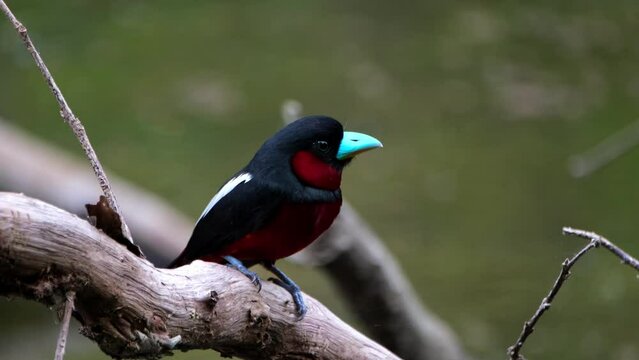Seen very close to the camera looking to the right then flies away, Black-and-red Broadbill, Cymbirhynchus macrorhynchos, Kaeng Krachan National Park, Thailand.