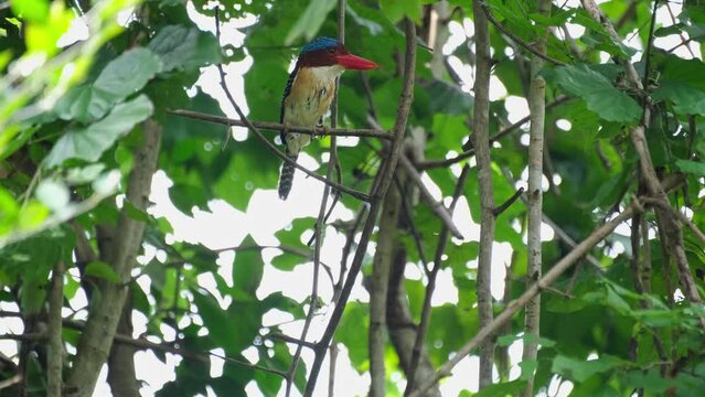 A male individual facing to the right perched within the tree, Banded Kingfisher Lacedo pulchella, Kaeng Krachan National Park, Thailand.