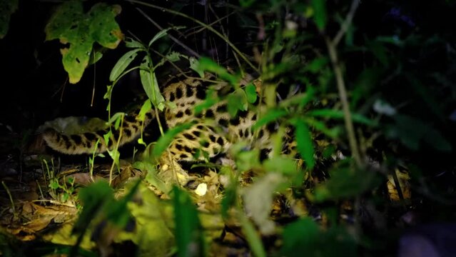 Seen partially within the forest as the light flashes away from its eyes while it is hunting for food, Leopard Cat, Prionailurus bengalensis, Thailand.