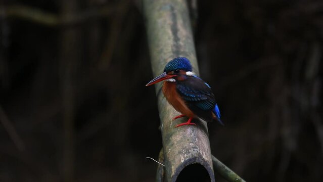 Looking to the left then away to its right while perched on a bamboo, Blue-eared Kingfisher, Alcedo meninting, Kaeng Krachan National Park, Thailand.