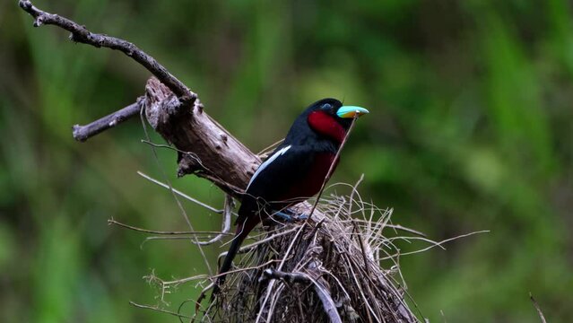 Perched on top of its nest looking around early in the morning, Black-and-red Broadbill, Cymbirhynchus macrorhynchos, Kaeng Krachan National Park, Thailand.