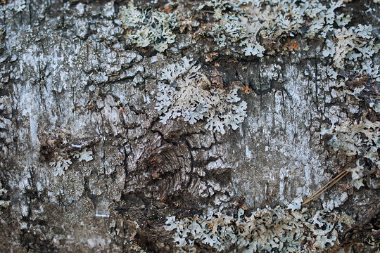 The trunk of a tree covered with lichen Parmelia saxatilis
