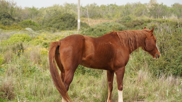 A chestnut color young mare grazing in a green field.