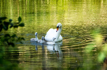 Höckerschwan (Cygnus olor)