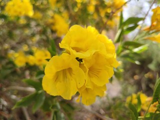 yellow flowers