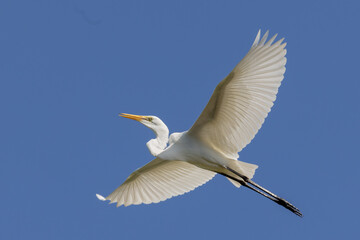 Eastern Great Egret in Queensland Australia
