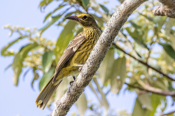 Green Oriole in Queensland Australia
