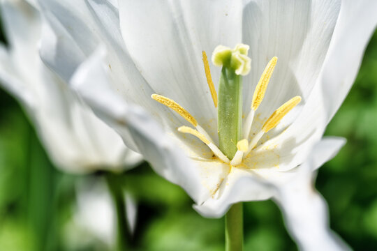 白百合images Browse 430 Stock Photos Vectors And Video Adobe Stock 白百合images Browse 430 Stock Photos Vectors And Video Adobe Stock