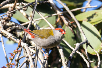 Red-browed Finch in Queensland Australia