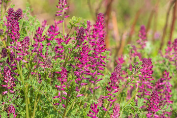 Pinkfarbende blühende Blüten im Sommer