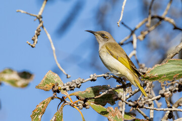 Obraz premium Brown Honeyeater in Queensland Australia