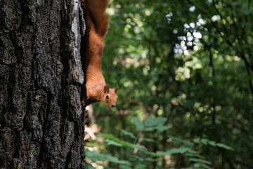 Squirrel sits on a tree in the forest