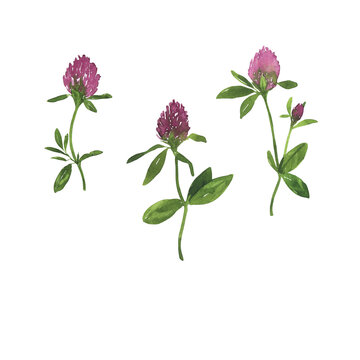 Set of purple clover flowers. Hand drawn watercolor illustration.