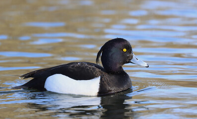 Tufted duck