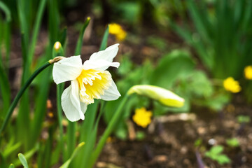 Beautiful white and yellow blooming narcissus in the park on a flower bed close-up