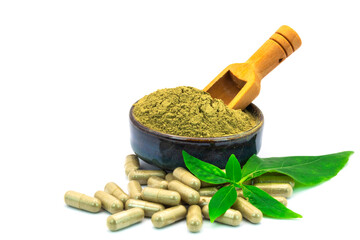 Andrographis Paniculata extract powder medicinal plant.