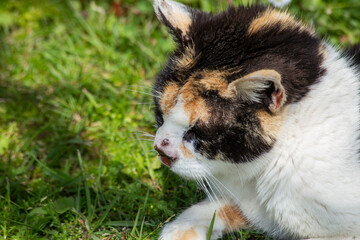 sick cat with nose cancer. squamous cell carcinoma. need to visit a veterinary clinic. tricolour cat lying in a grassy field. © Berto