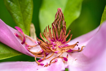 Fototapeta na wymiar Close-up of purple magnolia flower, magnolia grandiflora, on green background