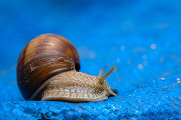 Close-up of a big snail with horns moving slowly carrying his house on a blue background 