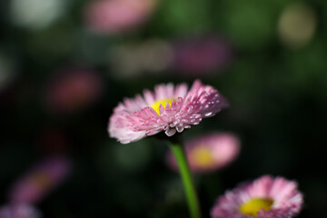 A Common daisy . Side view . Close up . Horizontal