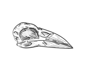 Raven Skull isolated. Raven head skeleton. Vector illustration
