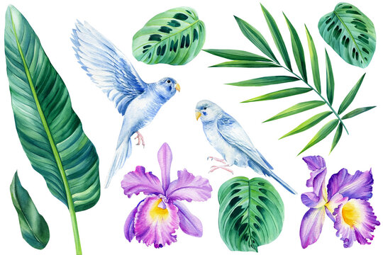Set birds parrots budgerigar, palm leaf, orchid flowers on a white background, watercolor illustration