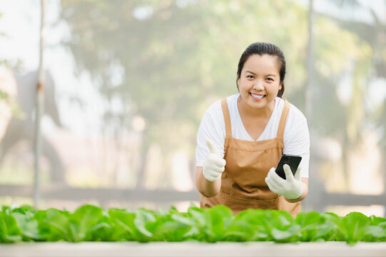 Asian farmer woman working in organic vegetable hydroponic farm