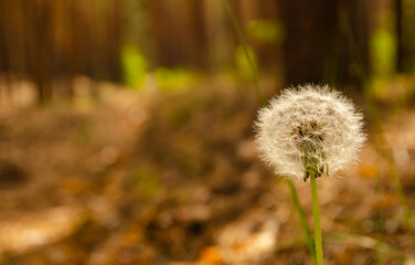 dandelions and weeds in the forest