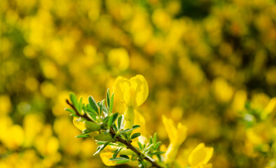 Forsythia flowers in front of with green grass and blue sky. Golden Bel. Forsythia. Blooming...