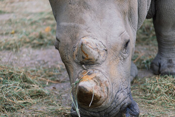Obraz premium Close up photo of a rhino, big old rhinoceros