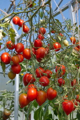 Tomatoes of the variety 