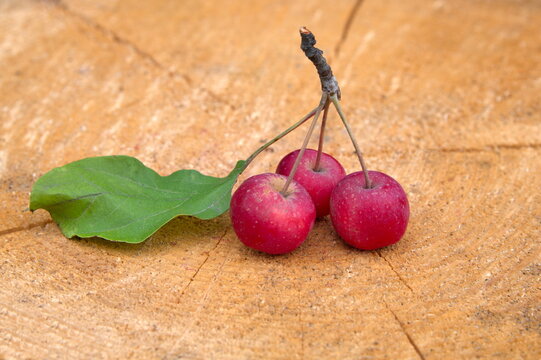 Red apples ranet on the stump close-up