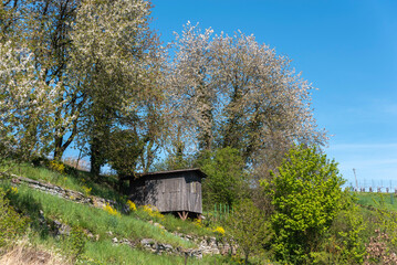 Landscape at vineyard path Enzfelsen nearby M�sen on the Enz