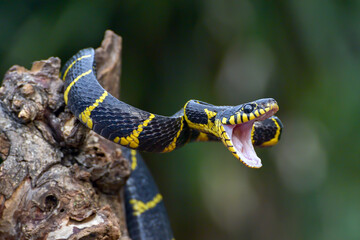 The gold-ringed cat snake in attacking position
