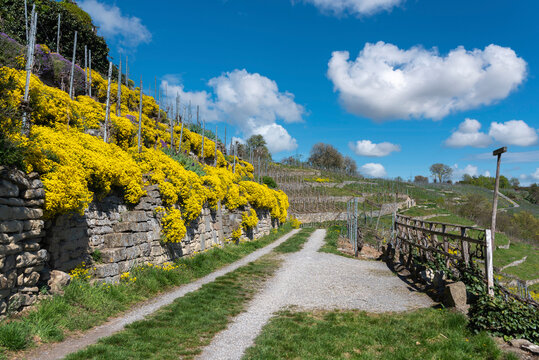 Vineyards at the Enz sloop near Muhlhausen on the Enz