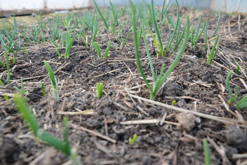 the first shoots of green onions in the spring in the garden on the garden bed