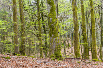 Obraz premium trees in the spring woods
