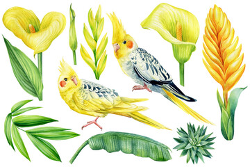 Set of cockatiel parrot, calla, palm leaves, succulent on an isolated background, watercolor botanical illustration