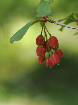 日本固有種images Browse 591 Stock Photos Vectors And Video Adobe Stock