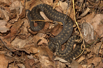 Common European adder or common European viper (Vipera berus) basking