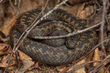 Common European adder or common European viper (Vipera berus) basking.