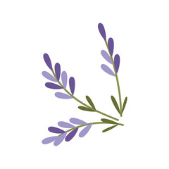 lavender isolated on white background. Vector illustration