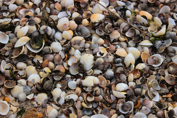 Fototapeta premium Sea beach made of small shells