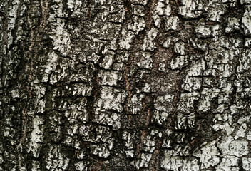 Bark of tree in forest. Closeup stock photography.	                    
