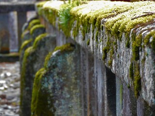 苔、生える風景